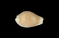 藏品(初雪寶螺)的圖片